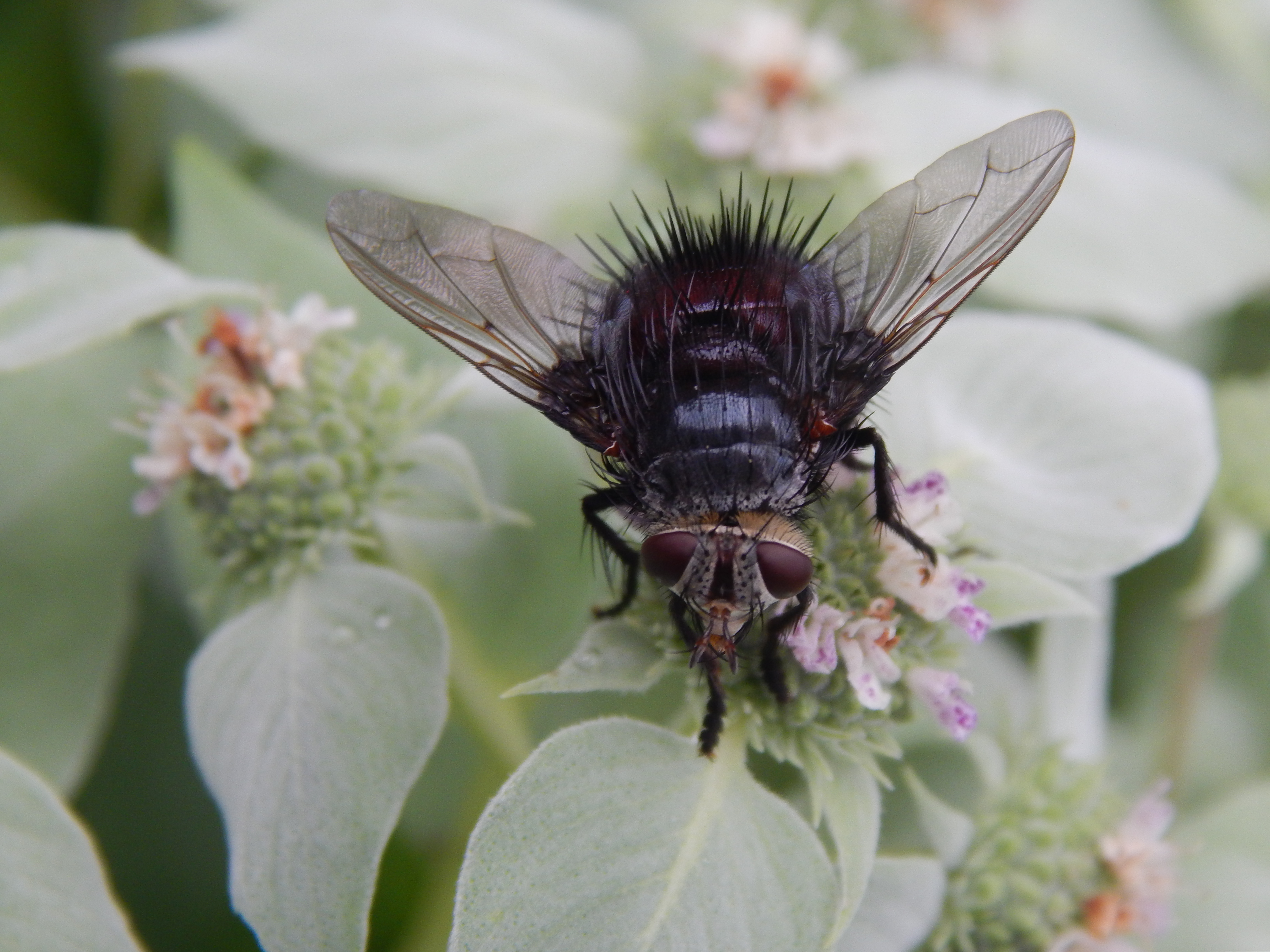A black fly sitting on a flower
