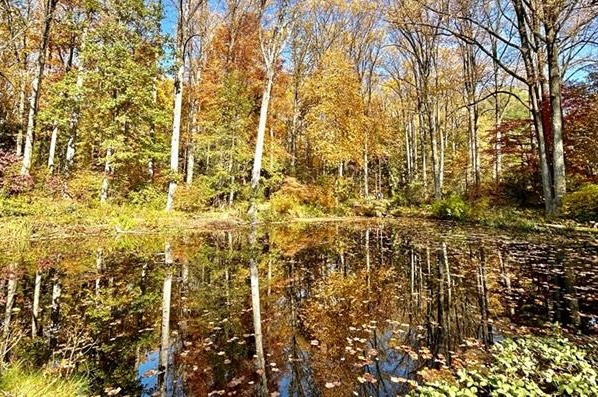 Pond surround by trees covered in yellow and orange leaves