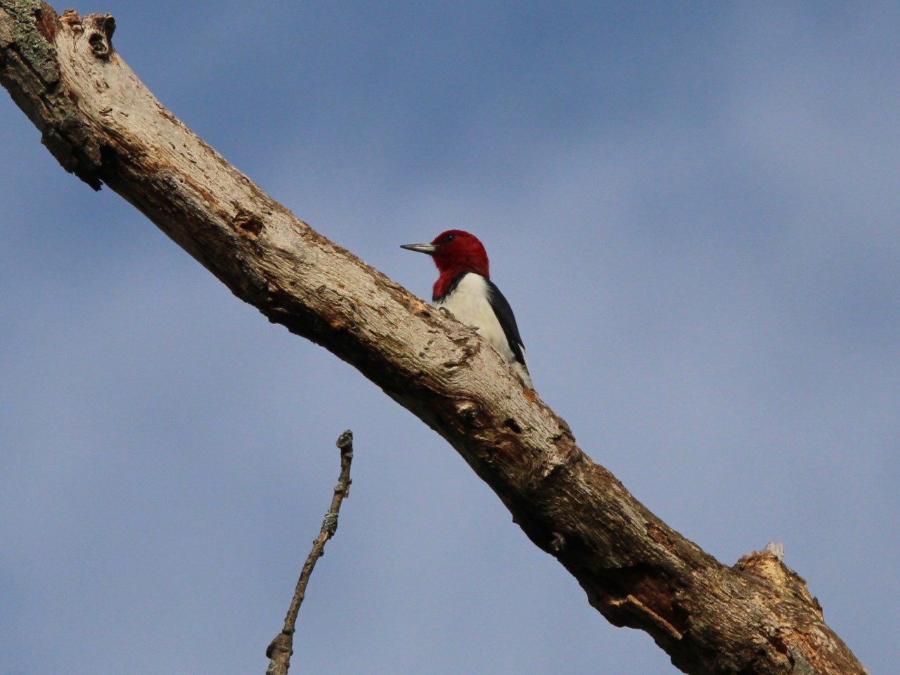 Red headed woodpecker sitting on a tree branch