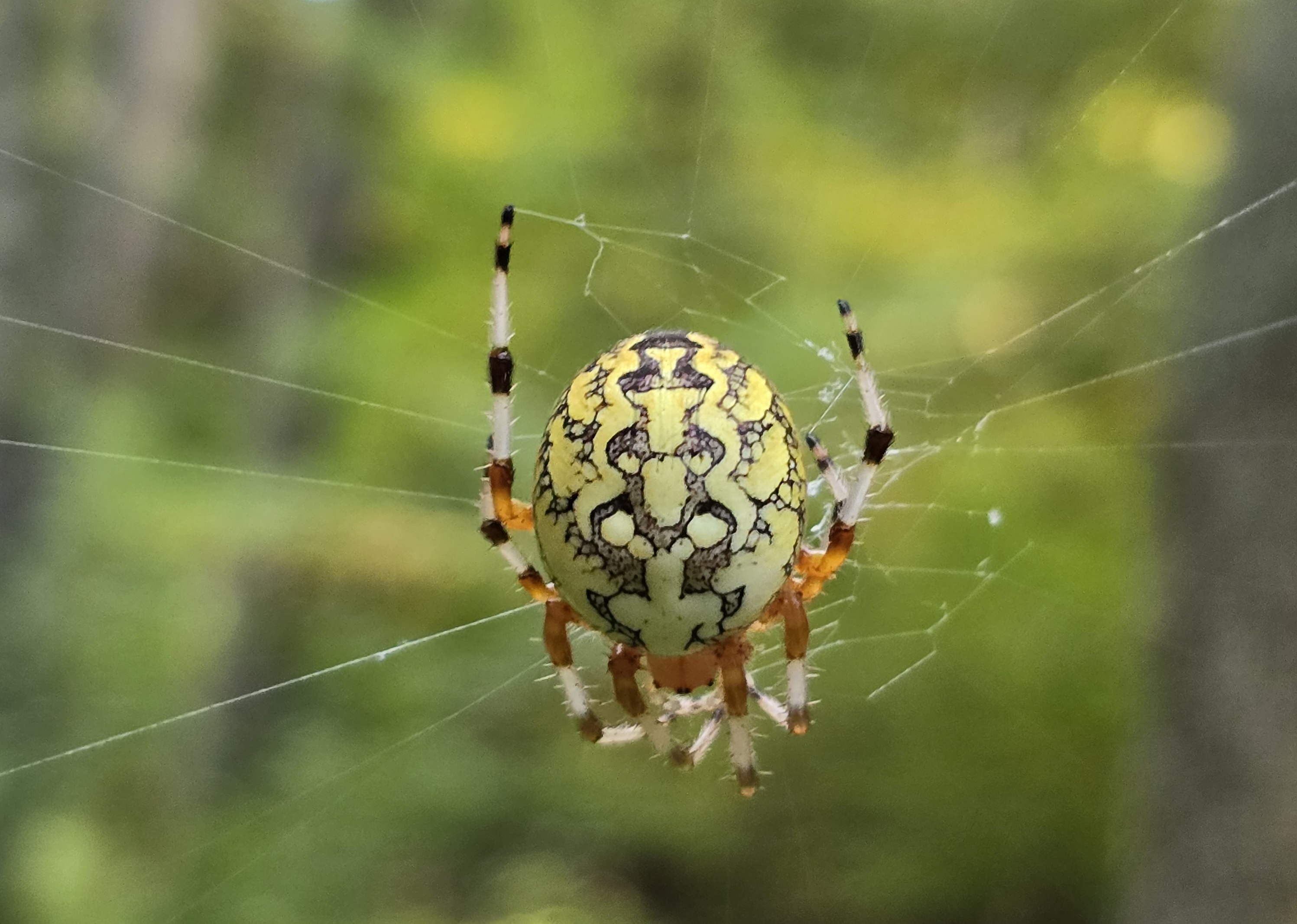 A yellow and white spider, sitting in a web