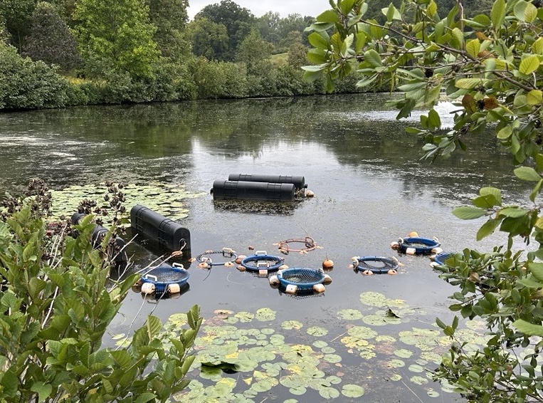 Pond surround by trees