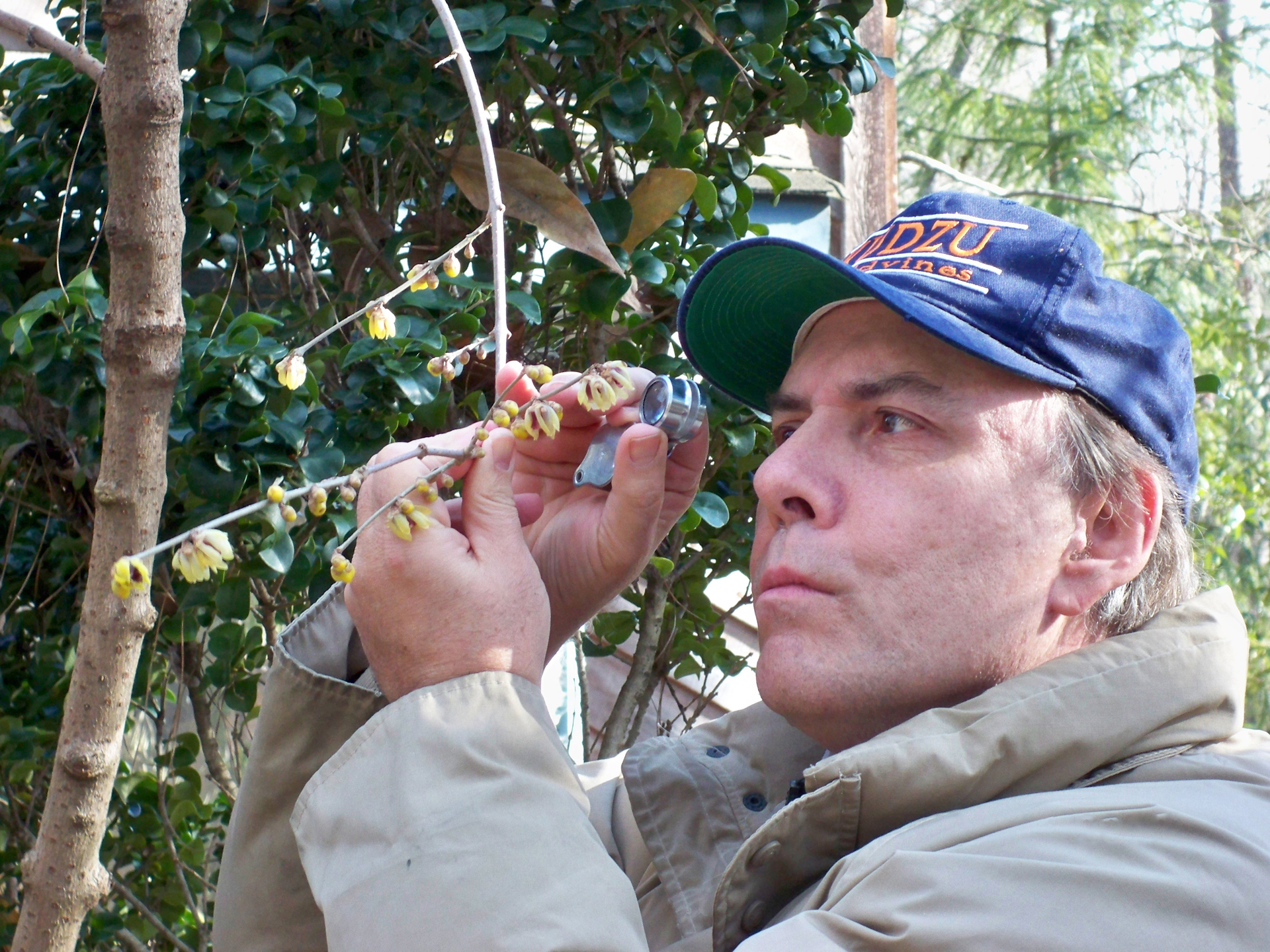 Man inspecting a plant with yellow flowers, with a magnifying glass, he is wearing a blur baseball cap and a beige jacket.