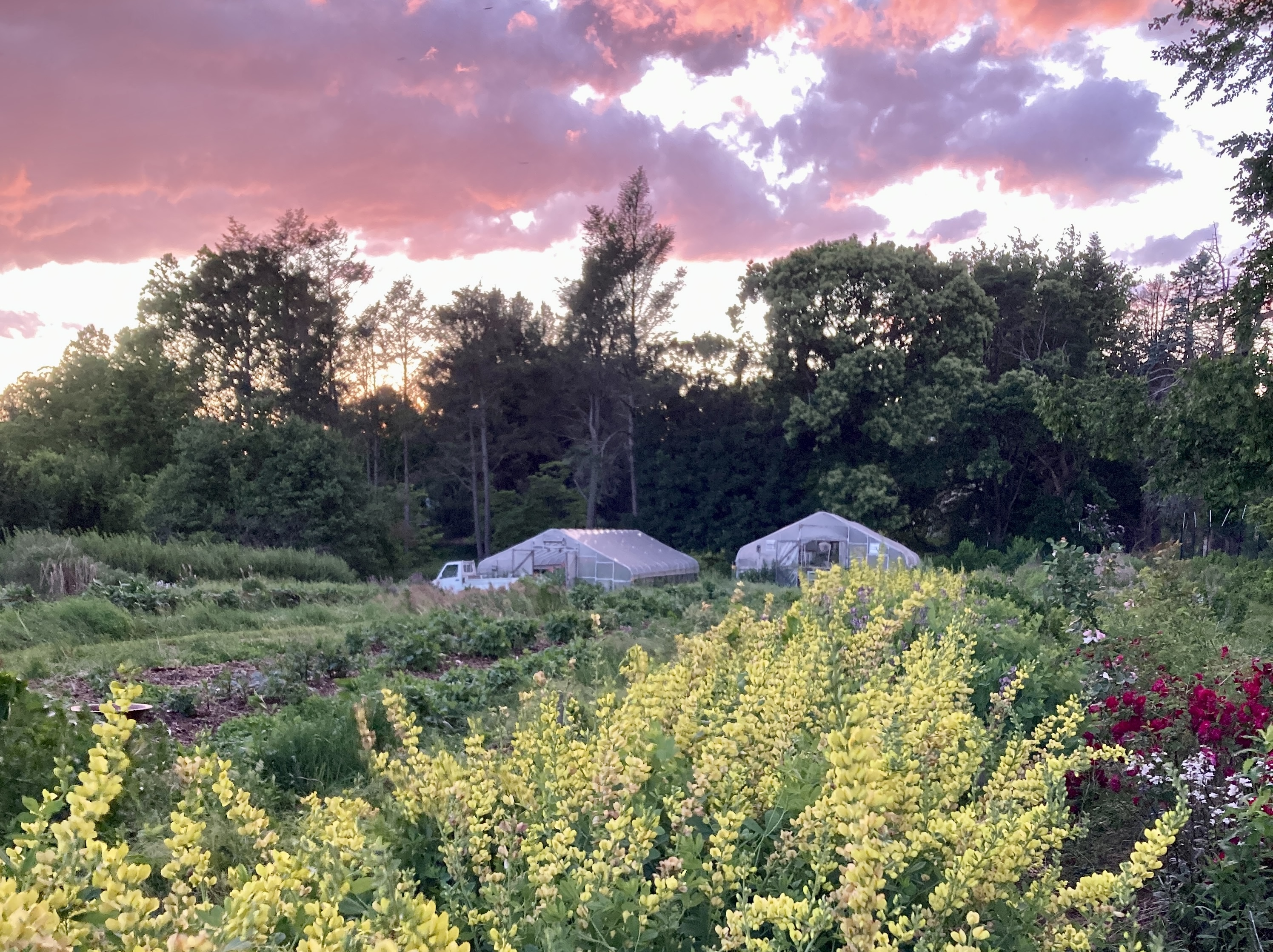 A vibrant garden landscape at sunset. In the immediate foreground, there are dense plantings of tall, flowering plants with bright yellow pea-like blossoms. In the background, the sky is filled with dramatic, scattered clouds colored in vivid shades of pink and purple.