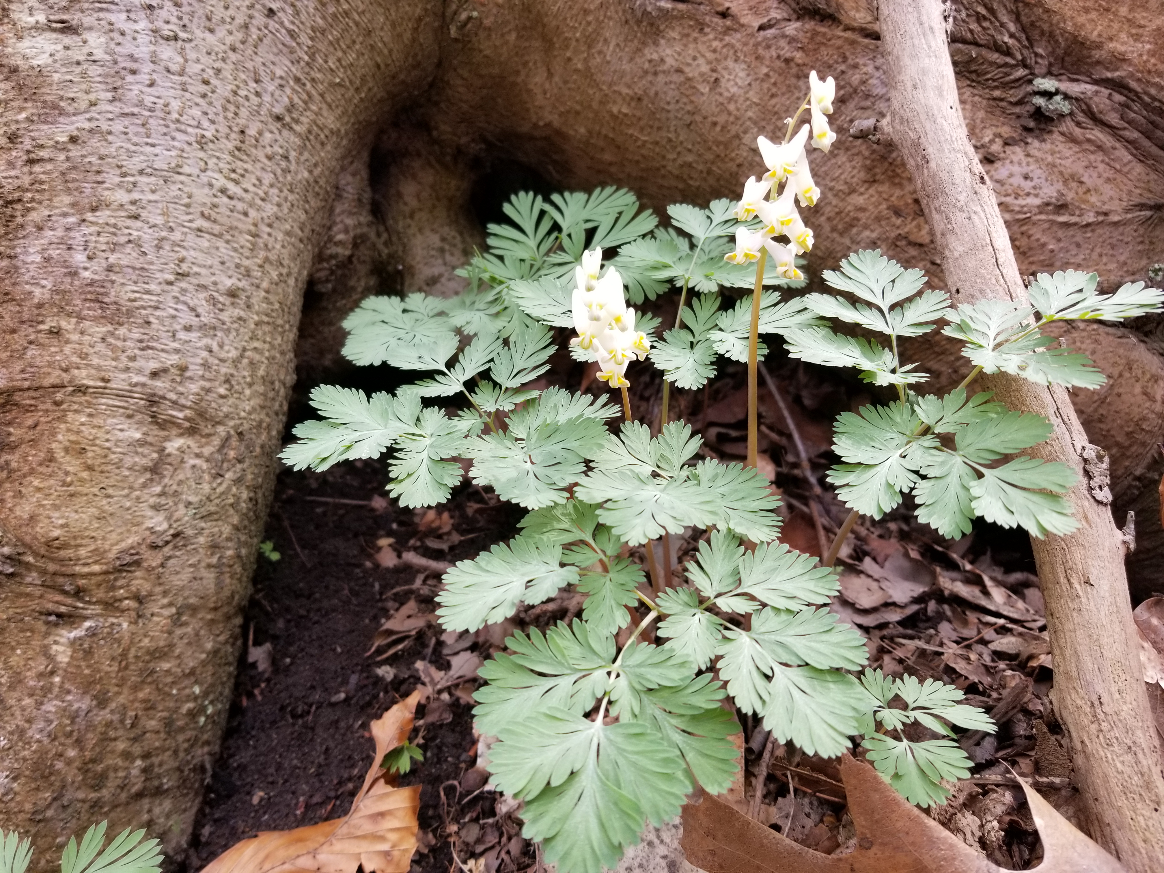 The image shows a small woodland wildflower growing at the base of a large tree. The plant has many soft, pale green leaves that spread outward like flat, rounded fans. Each leaf is divided into delicate lobes, giving it a feathery, lace-like appearance. Rising above the leaves are two thin stems, each topped with a cluster of small white flowers. The flowers are shaped like tiny dangling hearts or teardrops, with subtle yellow tips near their centers.