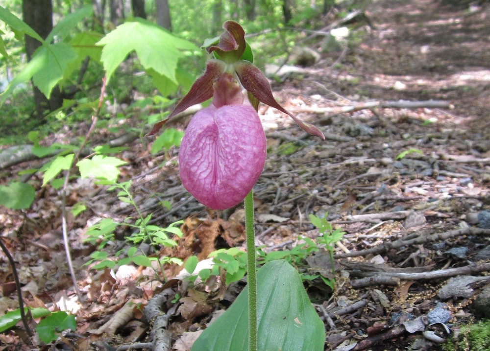 The image shows a single flower growing on a forest floor. The plant has a tall, slender green stem rising from the ground, with one broad, smooth green leaf near the base. At the top of the stem is a distinctive pink flower shaped like a small pouch or slipper. The pouch is rounded and slightly inflated, with darker pink veins running through it, giving it a textured appearance.