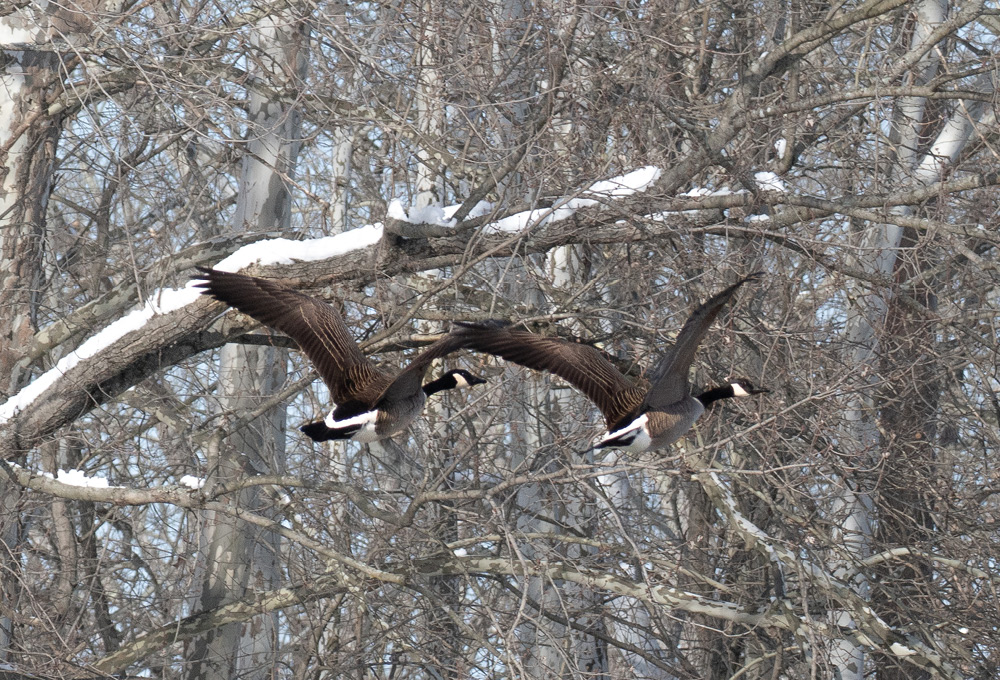 two geese flying
