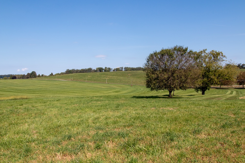 Sun, clear blue skies, green rolling hills, with trees scattered throughout. Two lush green trees are situated in the middle ground off to the right of the image.