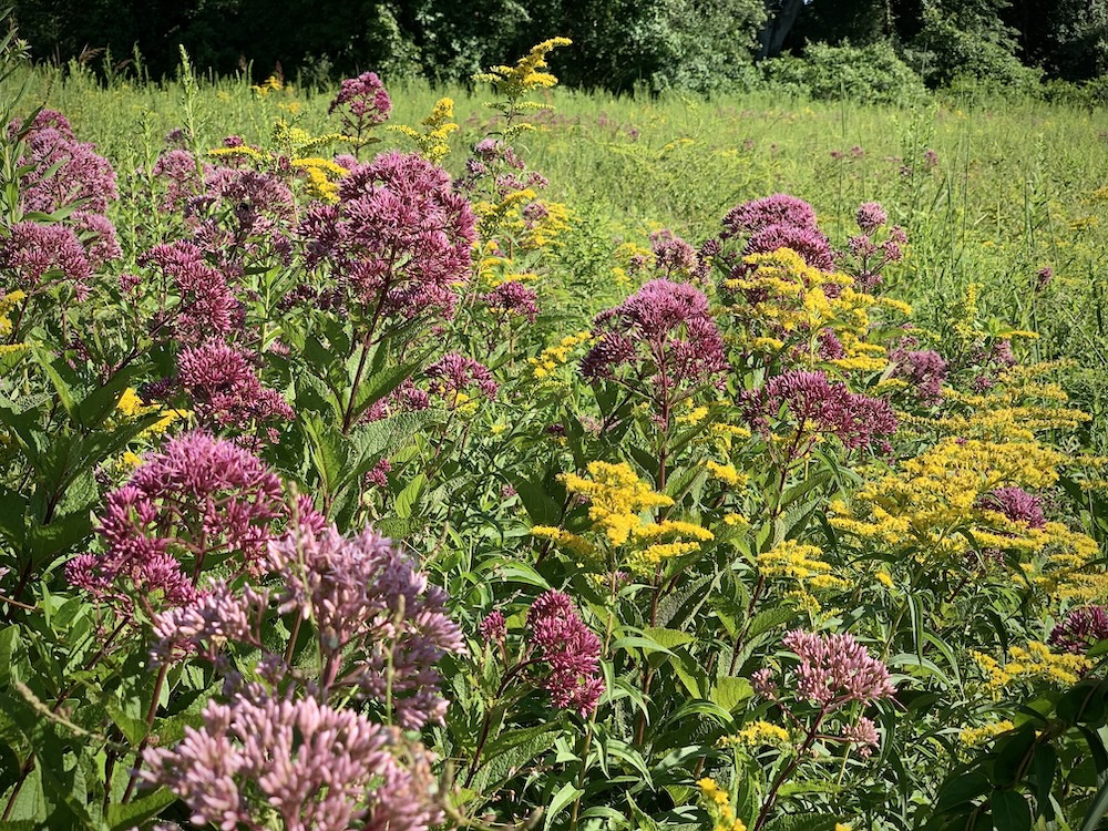 A sunny meadow is filled with tall wildflowers, mainly clusters of pink-purple blooms mixed with bright yellow flowers growing among thick green plants.