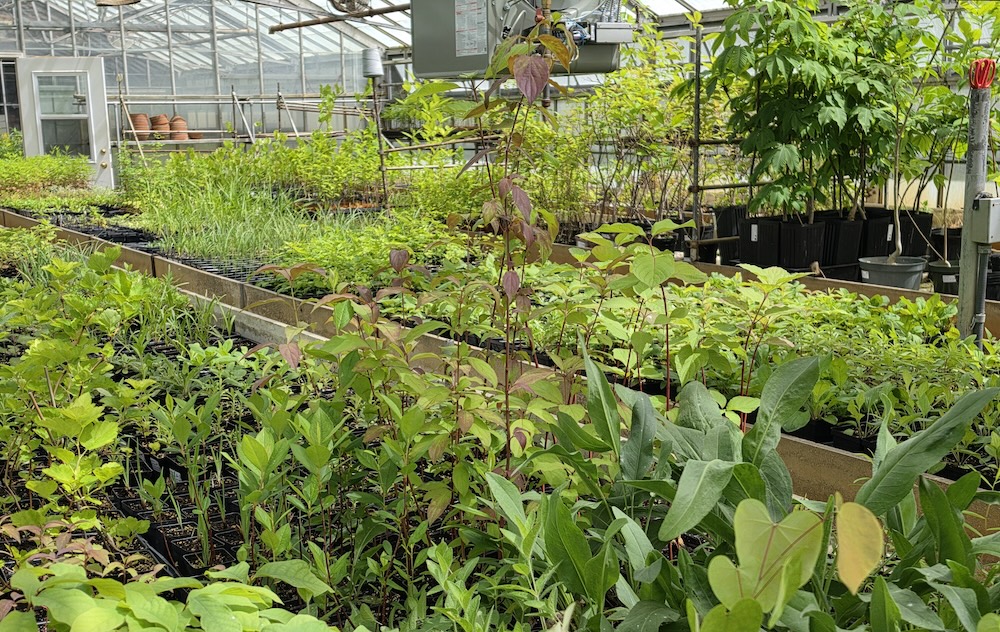 Greenhouse full of lush green plants