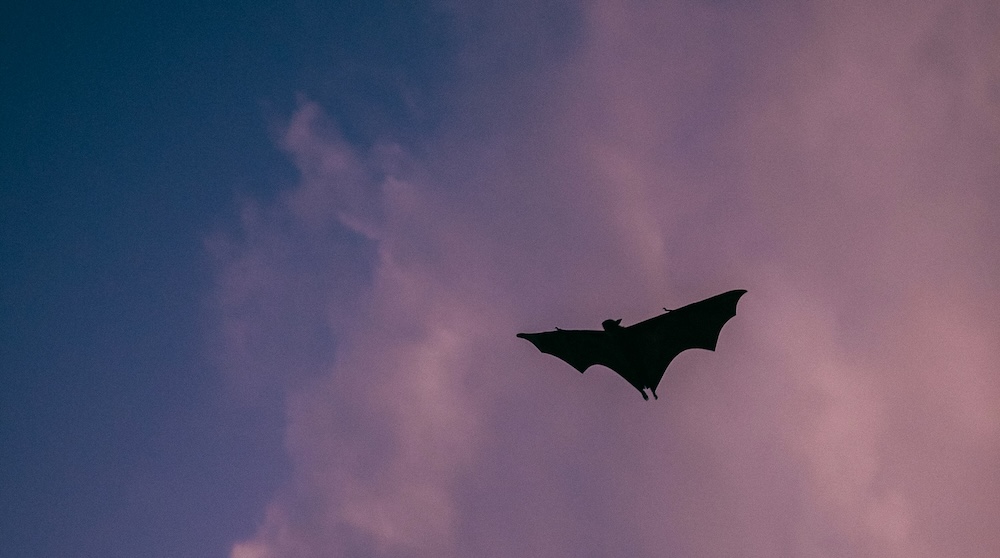 Bat flying with a blue sky in the background