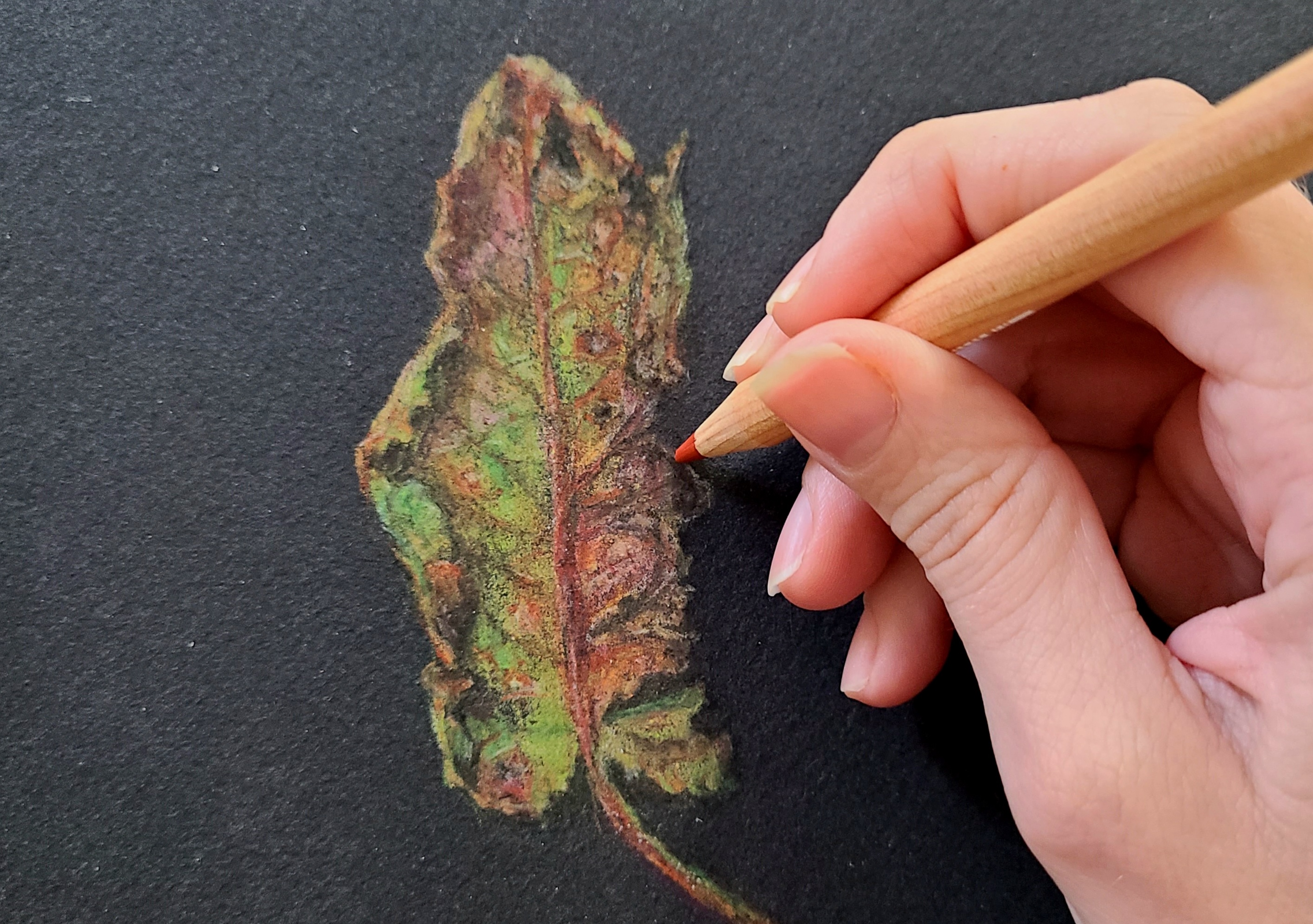 person drawing a image of a leaf in colored pencil