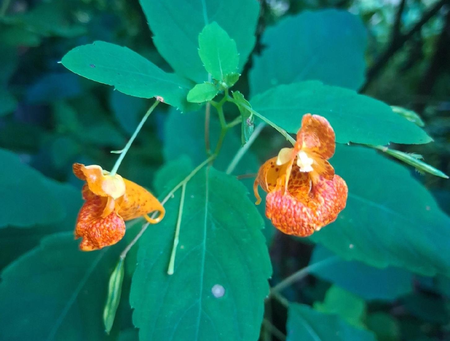 Orange flowers surrounded by green leaves