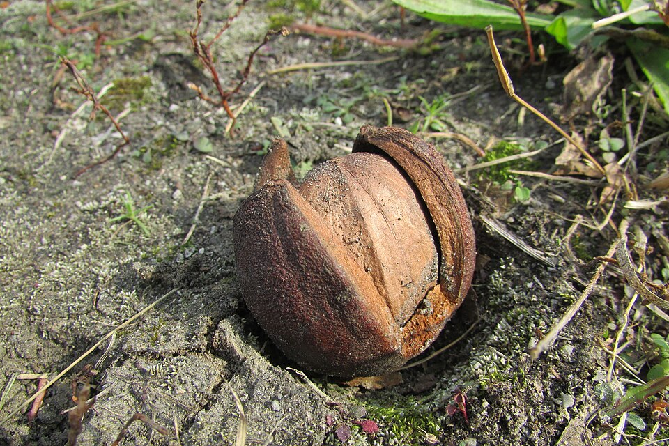 A weathered bitternut hickory nut lies on the ground, its hard outer husk split open and covered in dirt.