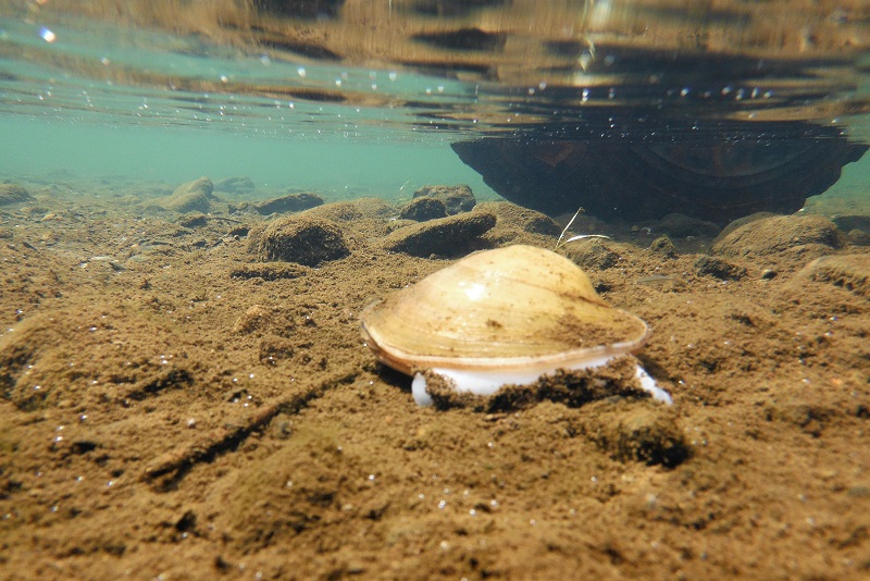 A mussel laying on an algae covered rock, in blue water.  
