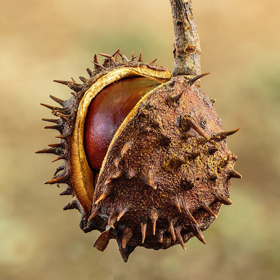 A brown chestnut shell covered in spikes with a smooth reddish brown nut inside.