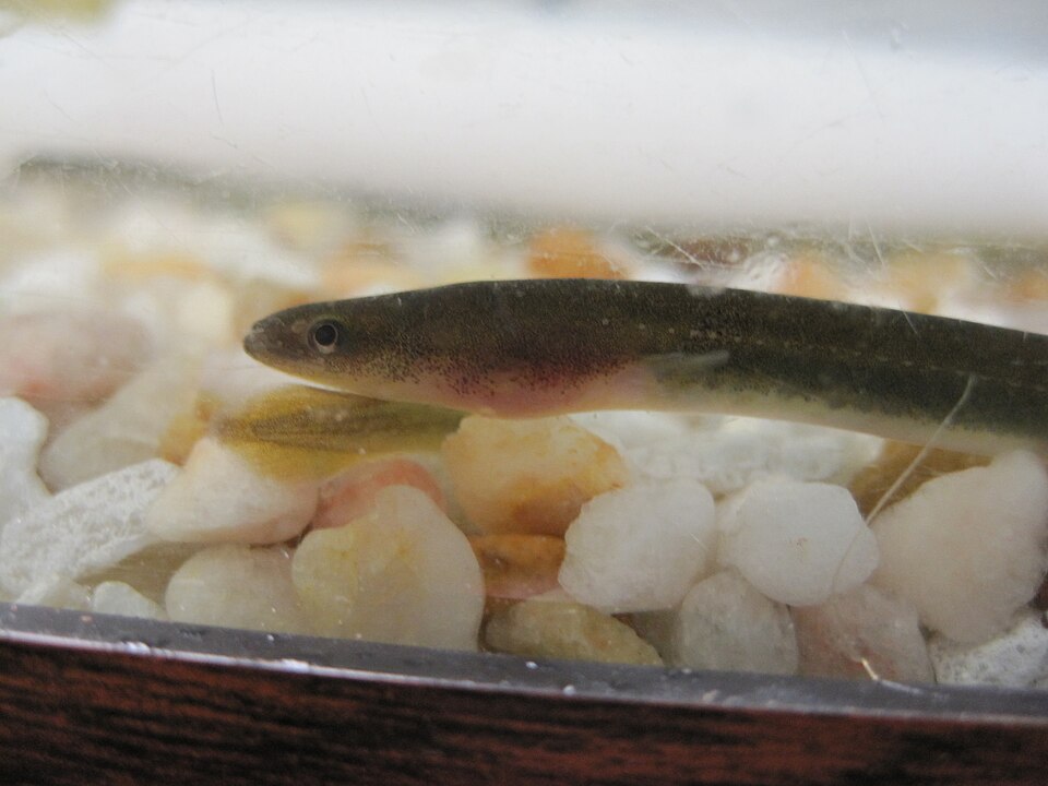 A juvenile American Eel