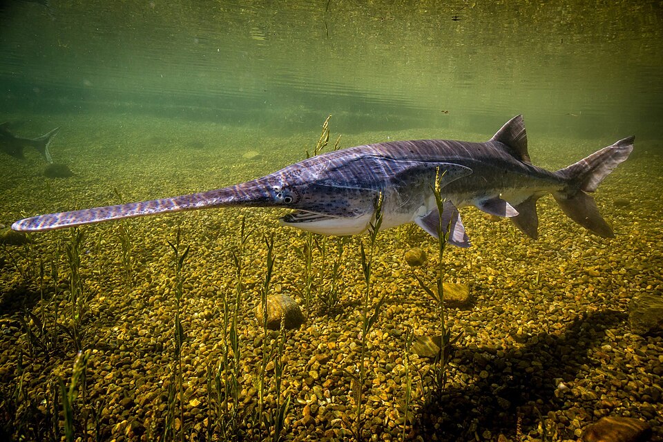 A paddlefish swims through a shallow, clear river, using its long, paddle-shaped snout to help detect food as it glides over a rocky, plant-covered riverbed.