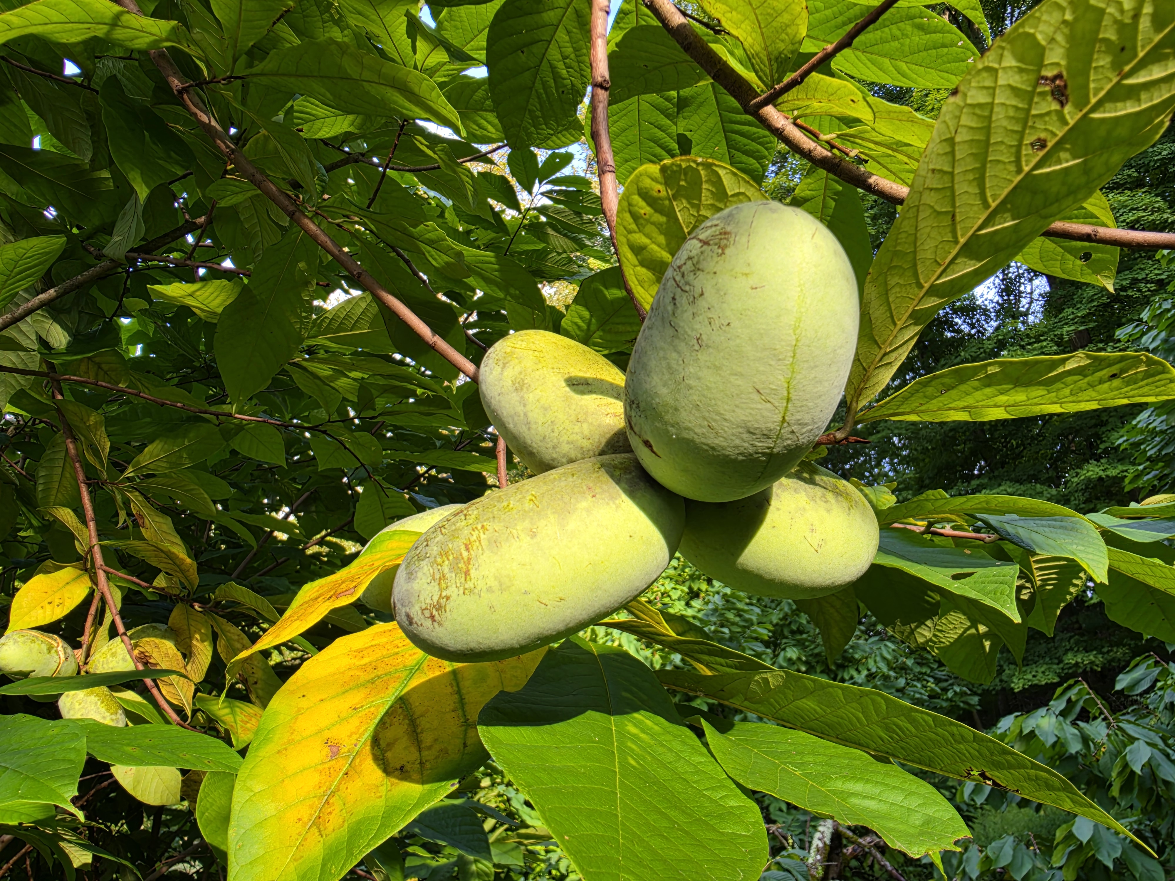 Clusters of pale green pawpaw fruits hang among the lush, broad leaves of a sunlit tree.