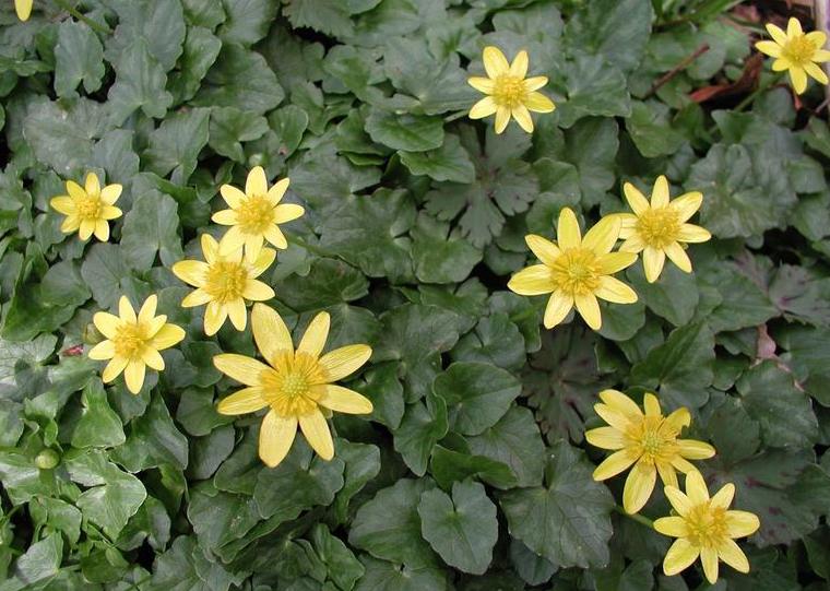Lesser celandine flowers.  Leslie J. Mehrhoff, University of Connecticut, Bugwood.org 