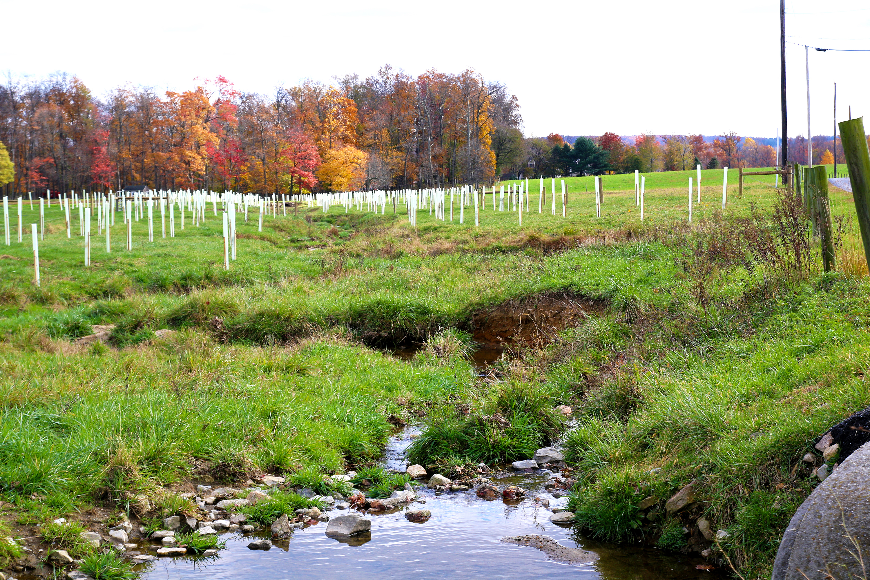 Riparian buffer planting  