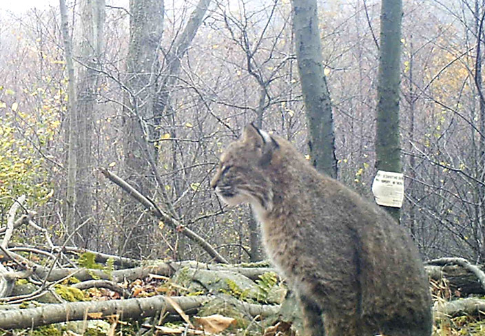 bobcat on game camera