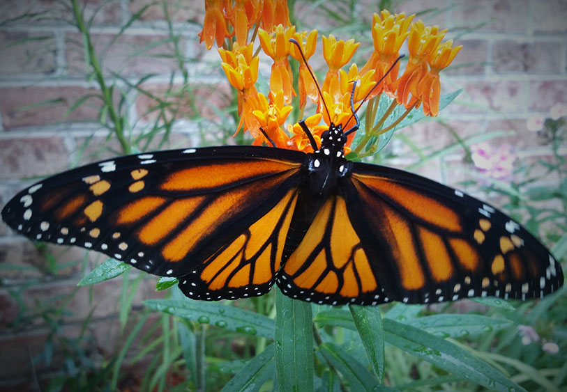 monarch butterfly
