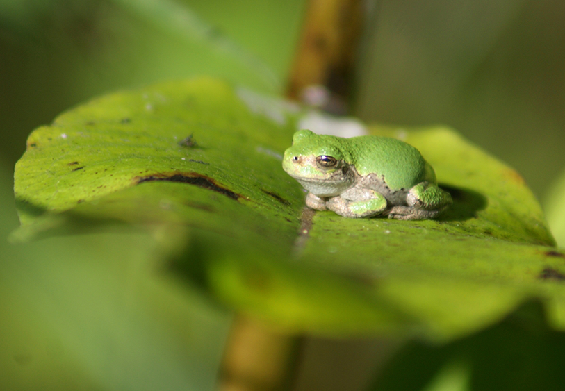 frog on a leaf