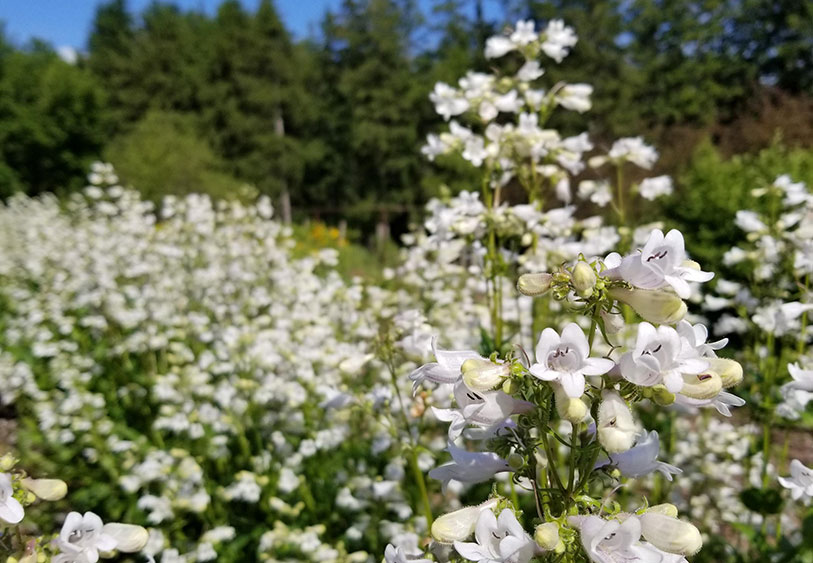 Penstemon