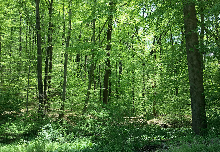 forest with trees