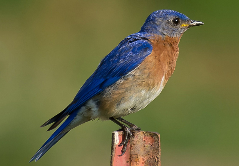 bluebird