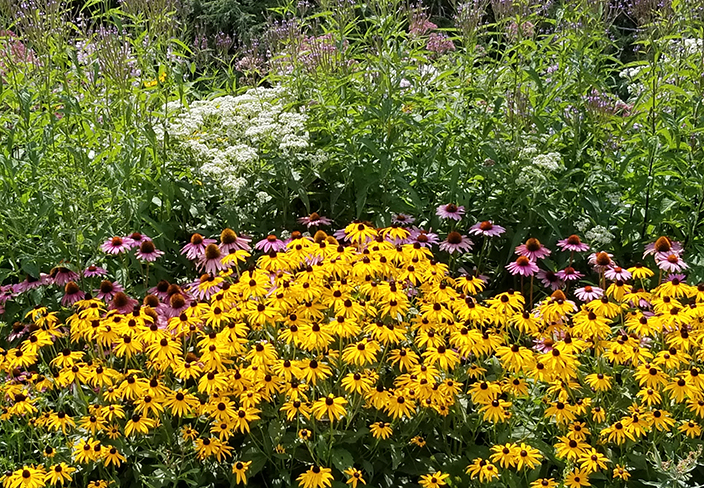 native flowers