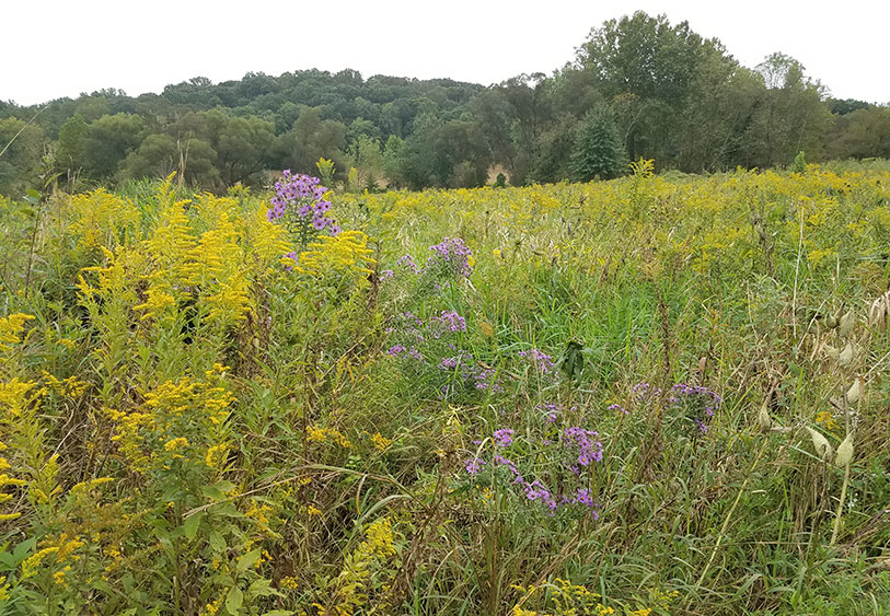 wildflowers