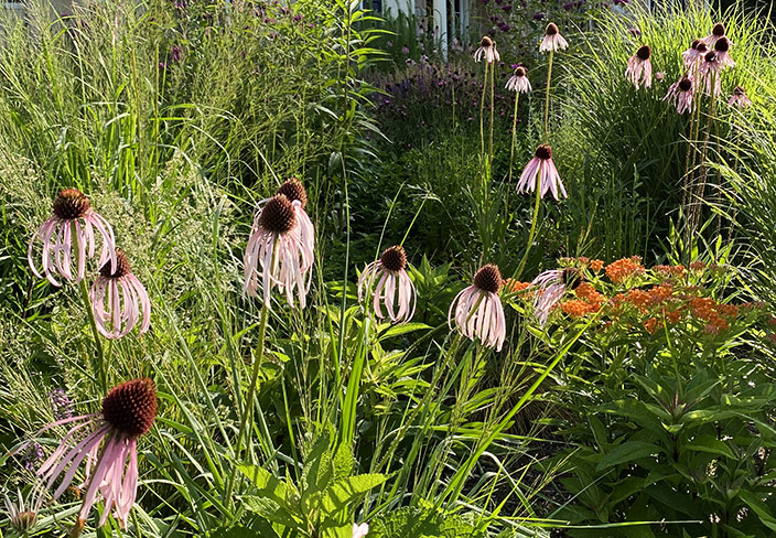 native plants