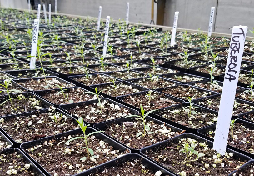 Seedlings growing in the greenhouse