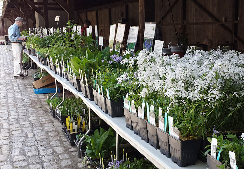 plant sale