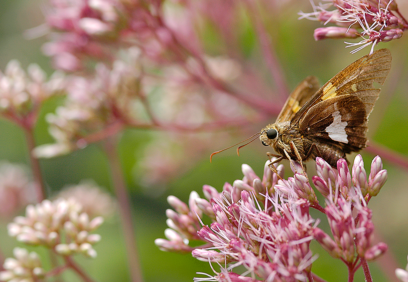 silver spotted skipper