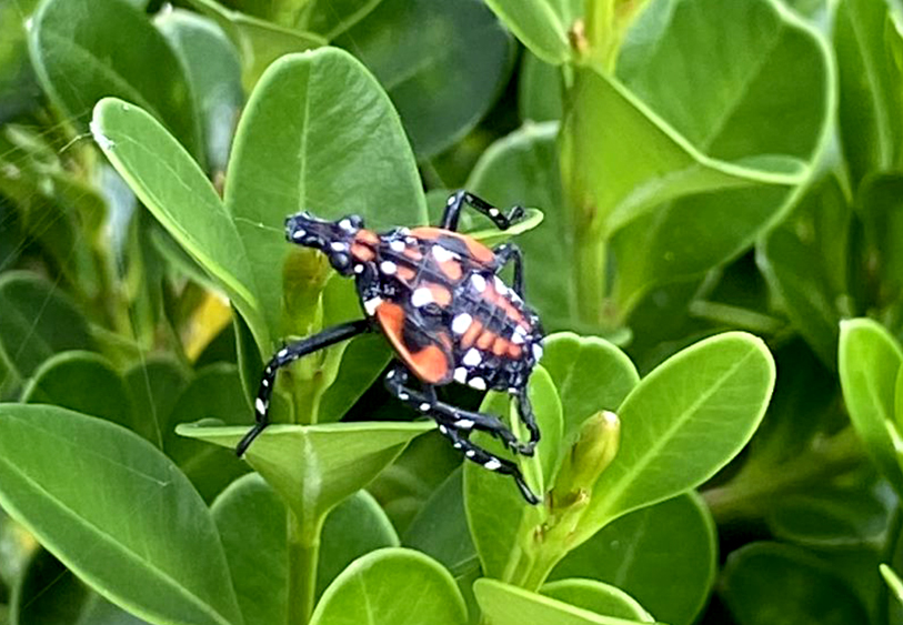 Spotted Lanternfly