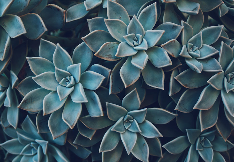 succulents