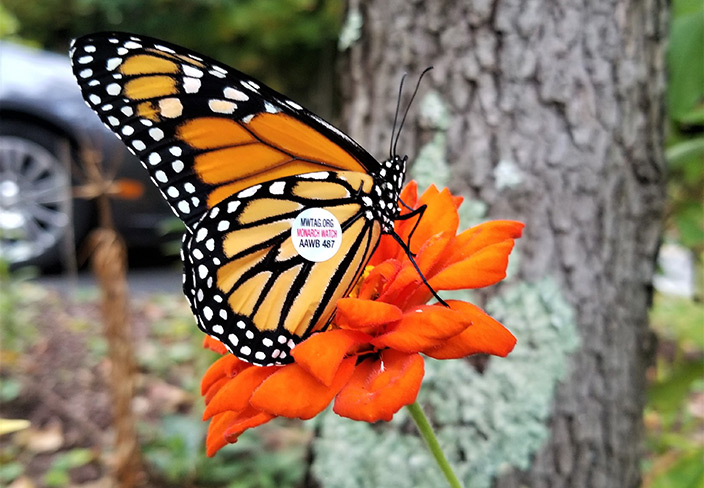 tagged monarch butterfly