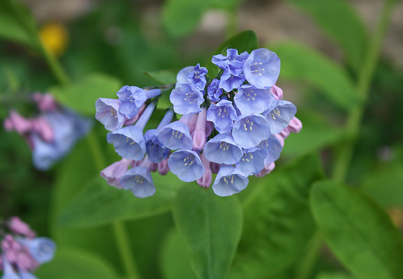 wildflowers