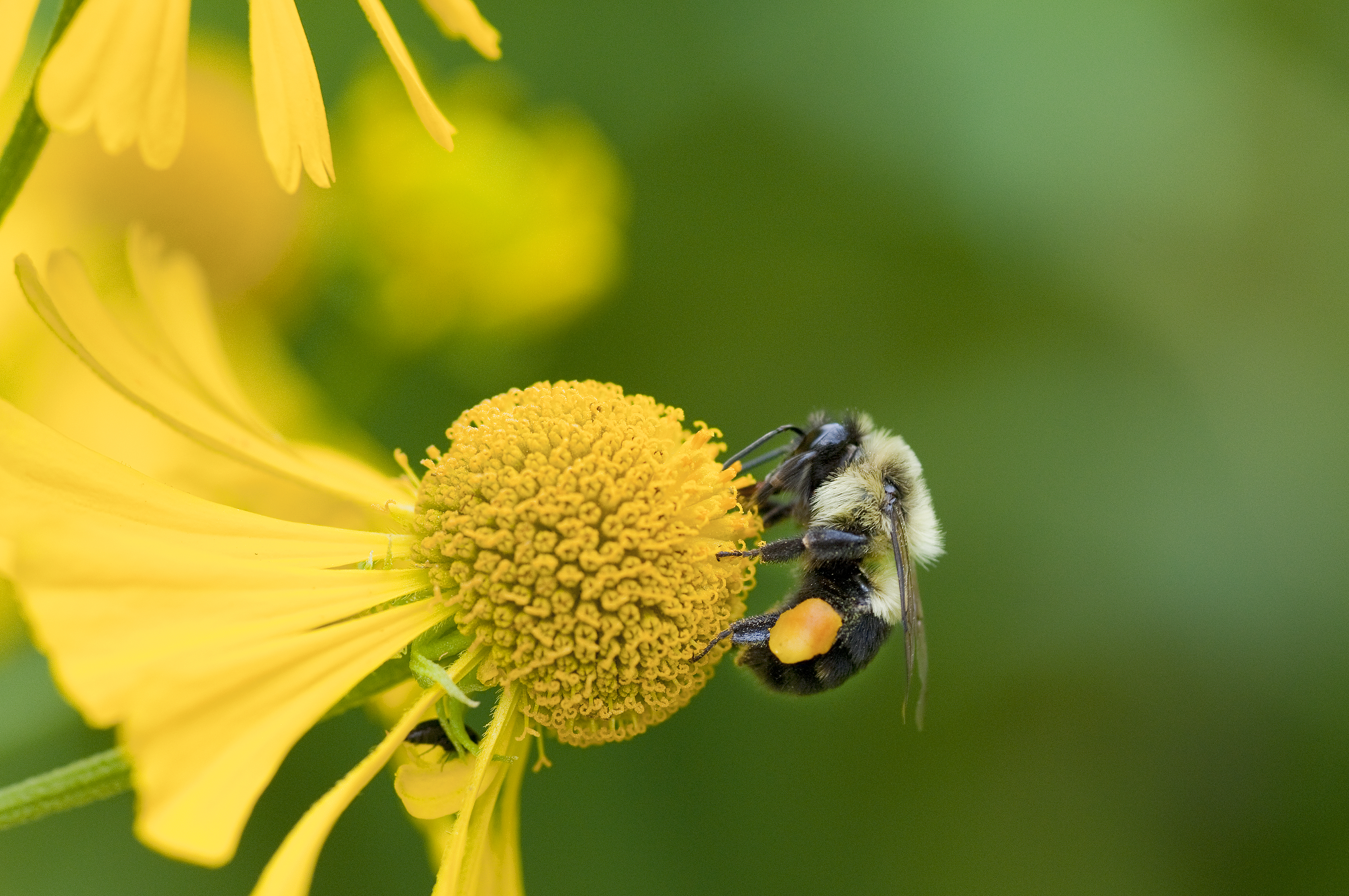 Native bees are all the buzz at the Brandywine Conservancy's Stewardship Lecture Series. Photo by Mark Gormel.