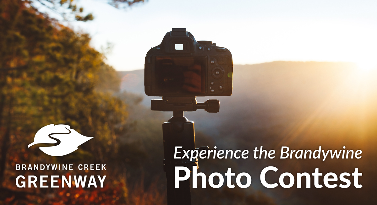 photo contest graphic