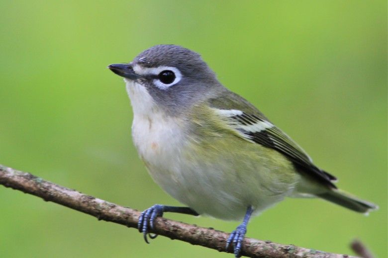 Blue-headed vireo, by Holly Merker. All rights reserved.