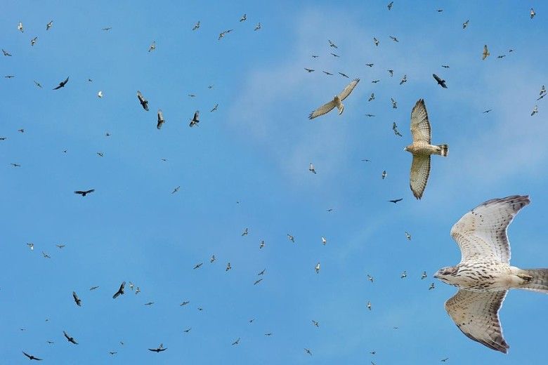 Broad-winged Hawk flight.