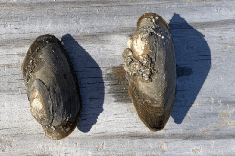 Two mussels sit side by side, each belonging to the species Eastern Pondmussel.