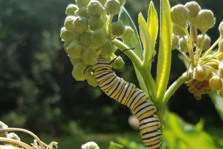 Caterpillar on a pollinator-friendly plant