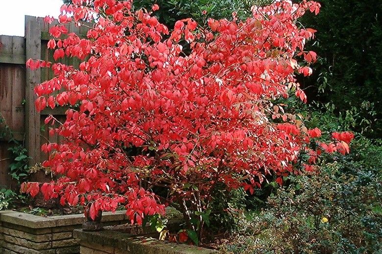 Burning bush (Euonymus alatus) in its fall color. Photo by Chris Barton via Wikimedia Commons