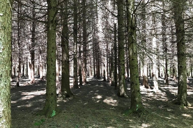 Photo of trees in a forest with sunlight come through the branches