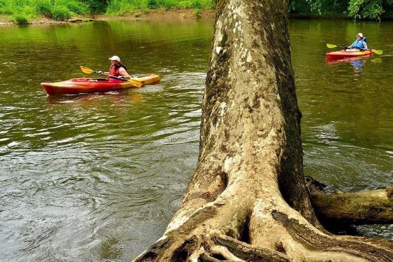 Three people canoeing down the Brandywine River, with the roots of a large sycamore tree leaning into the river. Photo by Charles George