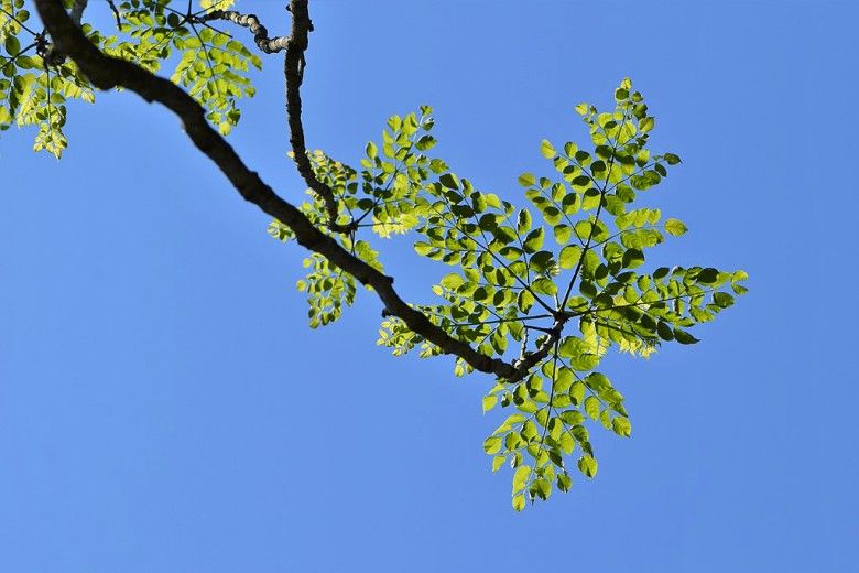 Closeup of Aralia elata tree branch, with blue sky background. Photo by Krzysztof Ziarnek, Kenraiz, via Wikimedia Commons.